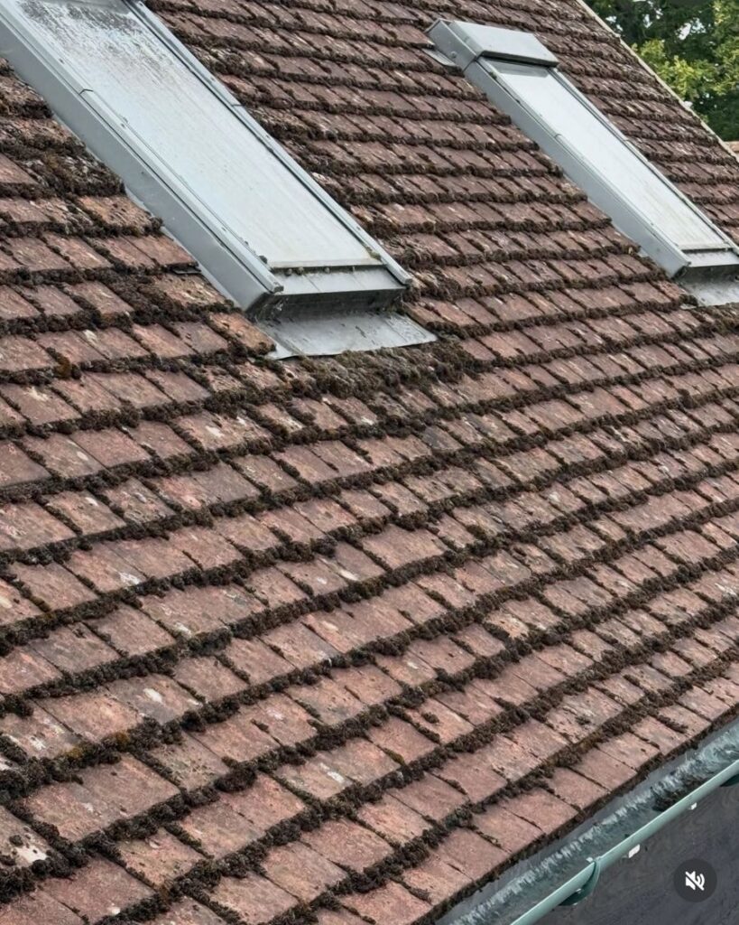 Red tiled roof with moss in every joint, before cleaning