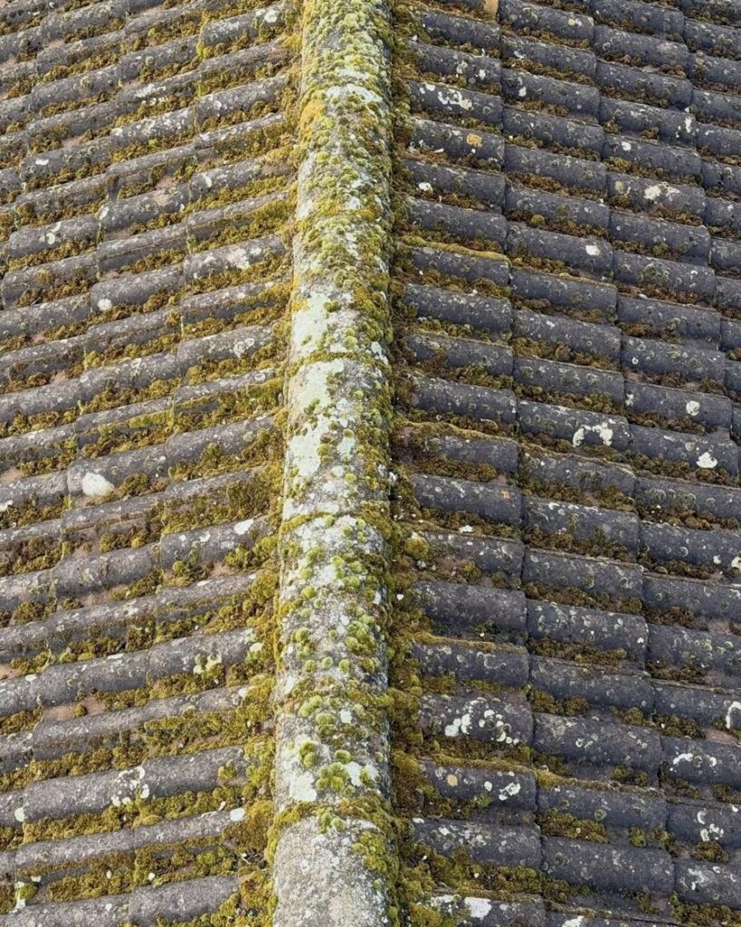 Concrete tiles and ridge covered in moss, before cleaning
