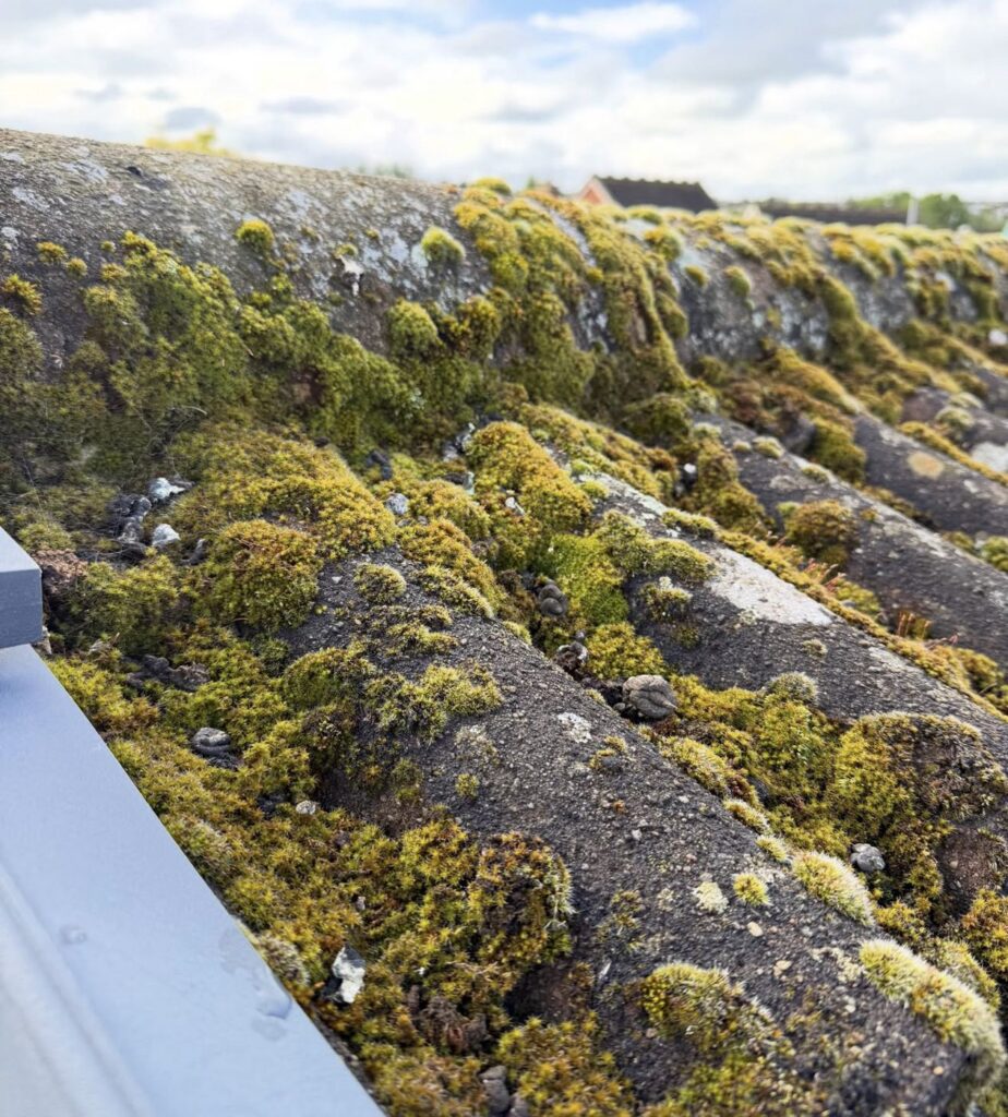 Thick moss growing over concrete roof tiles